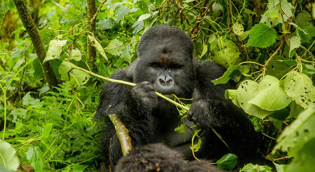 Kwita Izina Gorilla Naming Ceremony Rwanda Gorilla Trekking