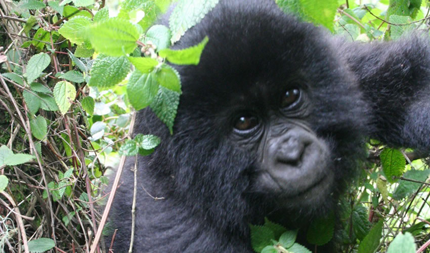 5 Days Gorilla Tracking Rwanda Safari