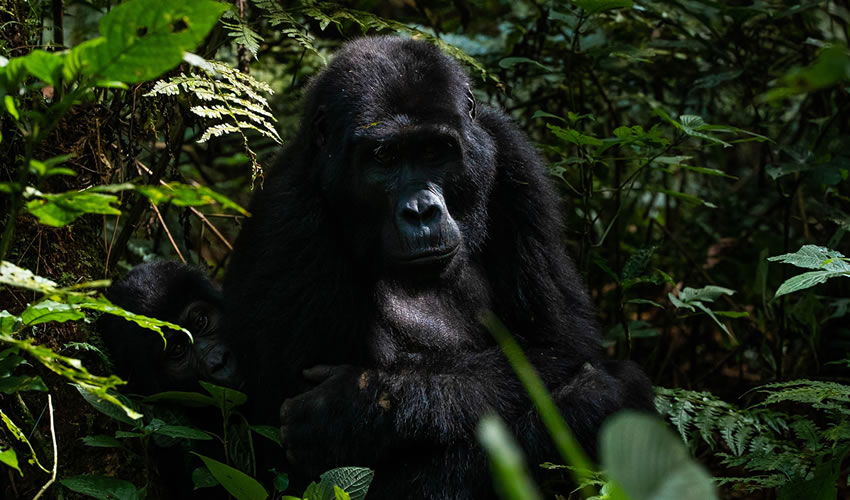 6 Days Gorilla Trekking Tour in Rwanda and Uganda.